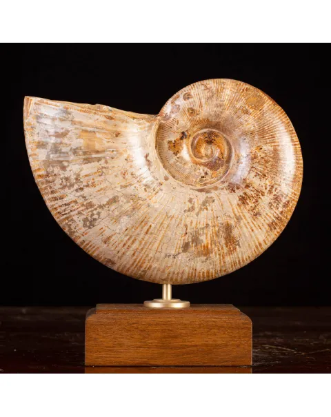 Ammonite Giurassico – Lytoceras