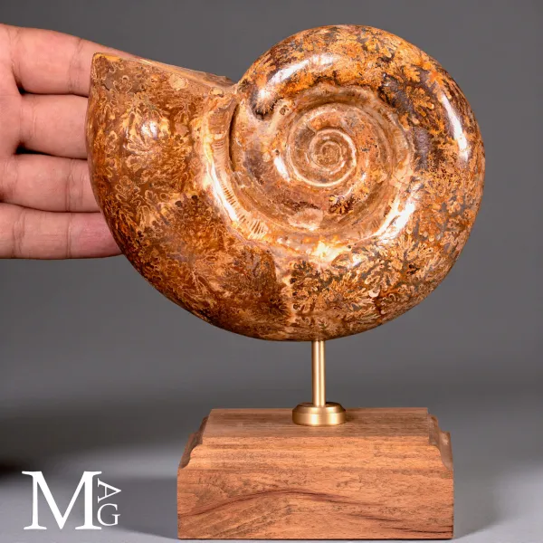Lytoceras – Ammonite fossile su base in legno.