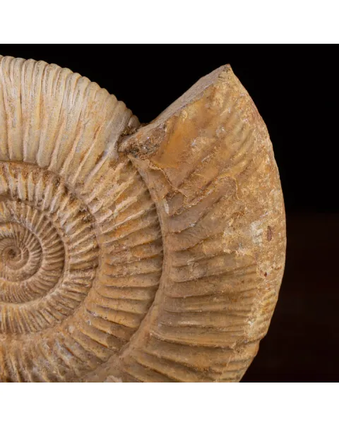 Ammonite Perisphinctes fossile su base in legno.