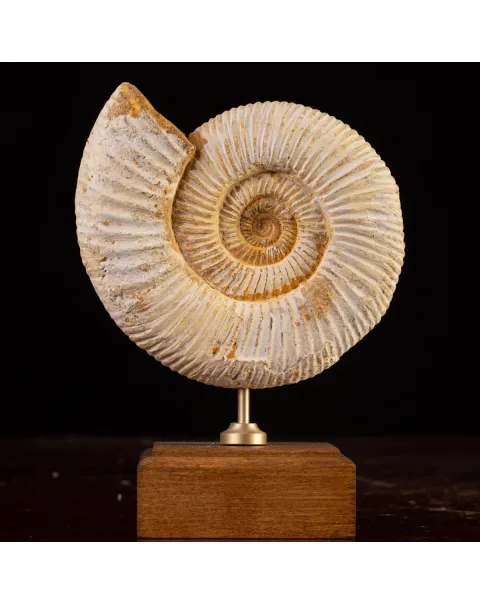 Perisphinctes - Eleganza del Giurassico su Base di Legno.