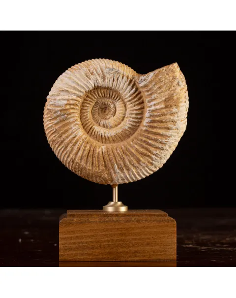 Perisphinctes Fossile dal Madagascar - Testimone di Mari Preistorici.
