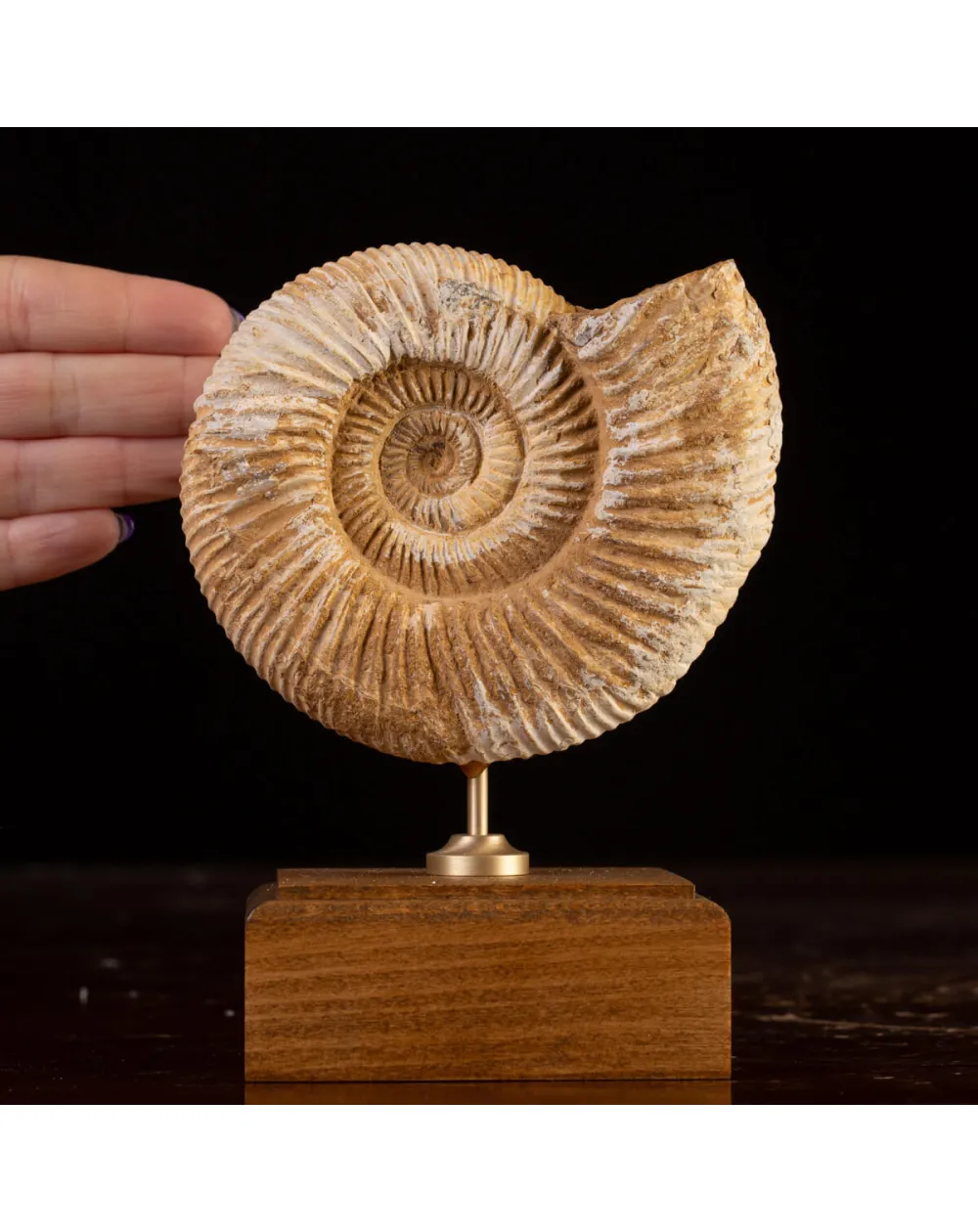 Perisphinctes Fossile dal Madagascar - Testimone di Mari Preistorici.