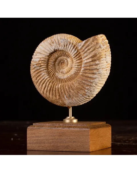 Perisphinctes Fossile dal Madagascar - Testimone di Mari Preistorici.