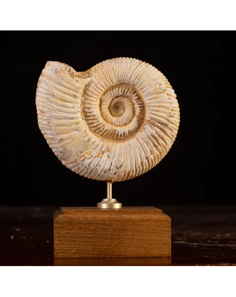 Perisphinctes Fossile dal Madagascar - Testimone di Mari Preistorici.