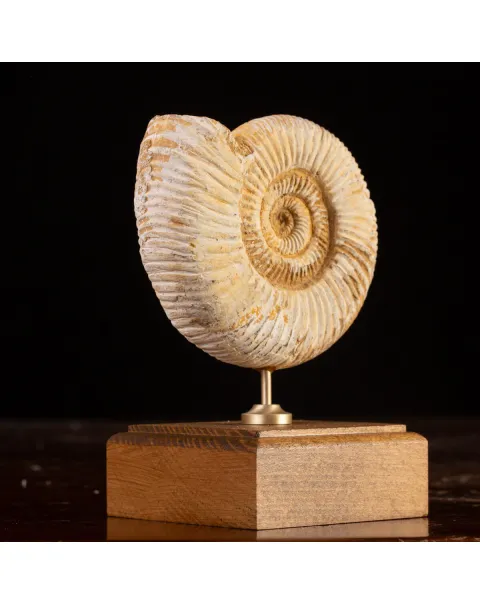 Perisphinctes Fossile dal Madagascar - Testimone di Mari Preistorici.