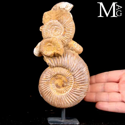 Gruppo naturale di ammoniti del genere Perisphinctes