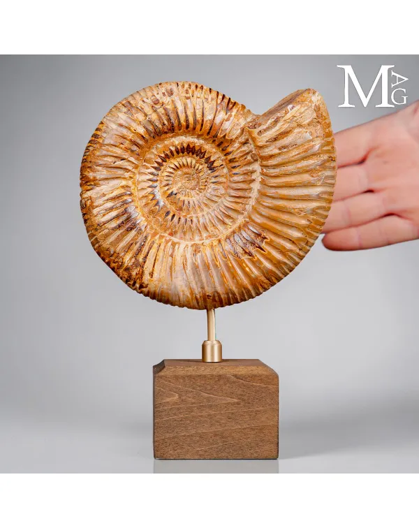 Ammonite Fossile Perisphinctes del Madagascar su B...