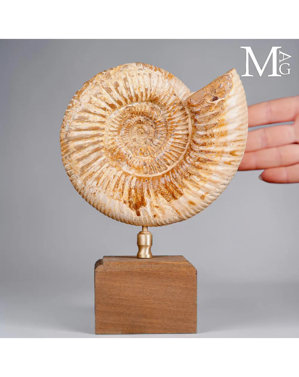 Ammonite Fossile Perisphinctes del Madagascar su Base