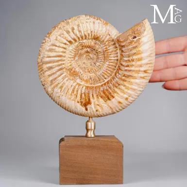 Ammonite Fossile Perisphinctes del Madagascar su B...