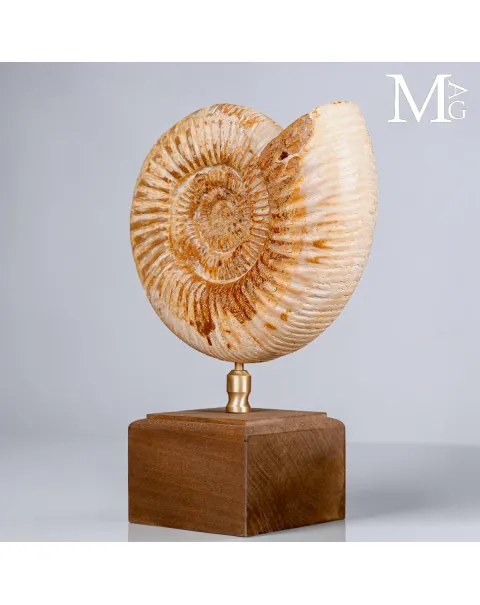 Ammonite Fossile Perisphinctes del Madagascar su Base