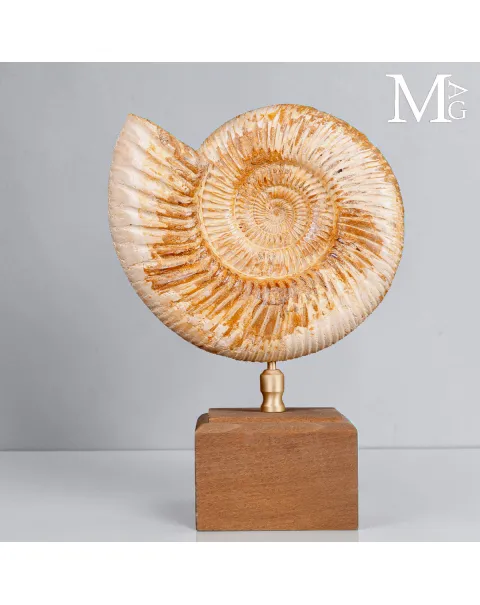 Ammonite Fossile Perisphinctes del Madagascar su Base