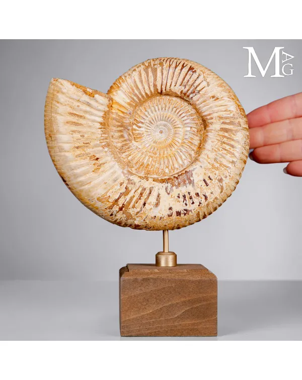 Ammonite Fossile Perisphinctes del Madagascar su B...