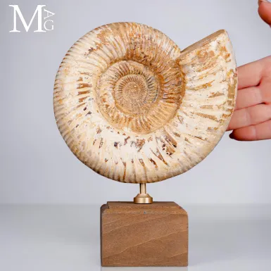 Ammonite Fossile Perisphinctes del Madagascar su B...
