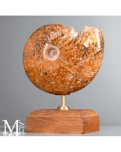 Phylloceras – Ammonite fossile su base in legno