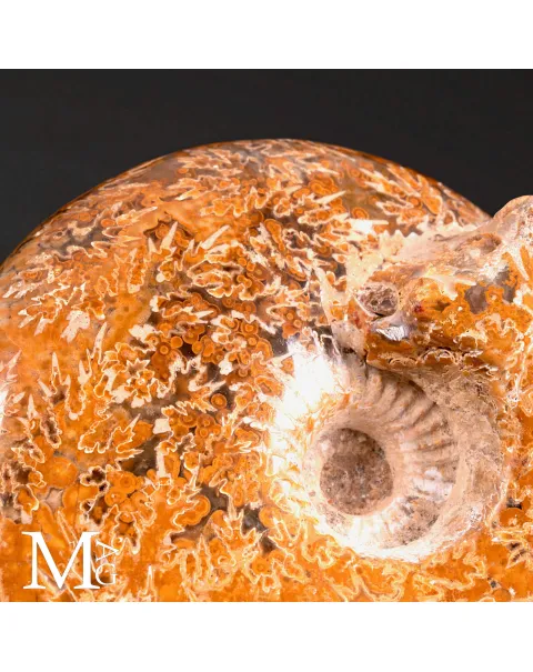 Phylloceras – Ammonite fossile su base in legno