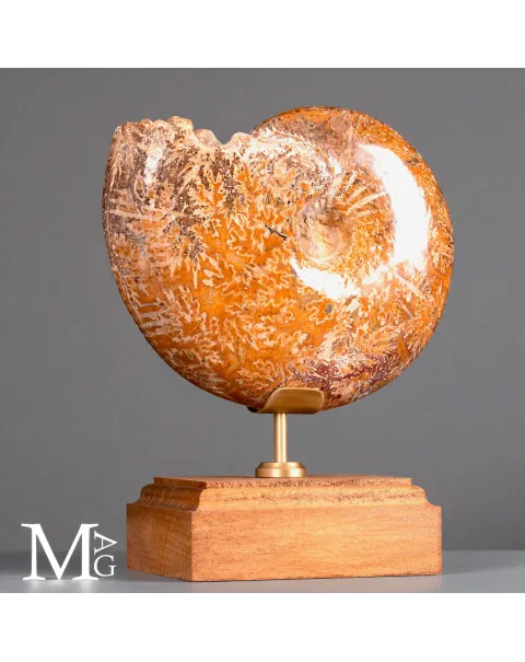 Phylloceras – Ammonite fossile su base in legno