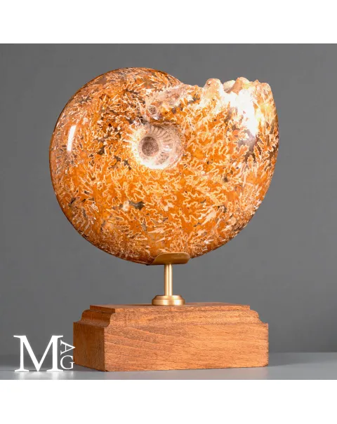 Phylloceras – Ammonite fossile su base in legno