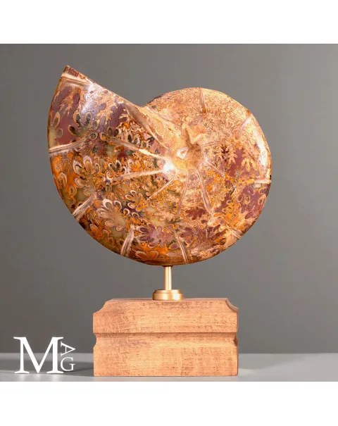 Phylloceras – Ammonite Cretacica su Base in Legno
