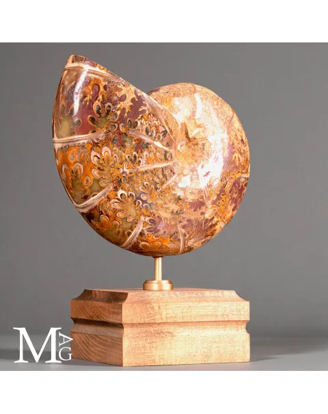 Phylloceras – Ammonite Cretacica su Base in Legno