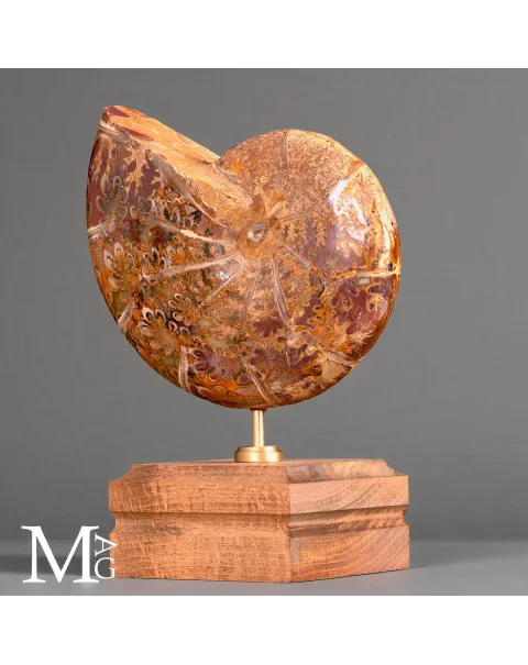 Phylloceras – Ammonite Cretacica su Base in Legno