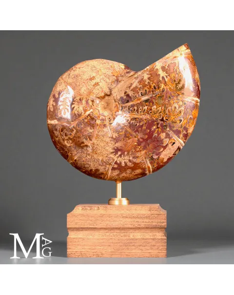 Phylloceras – Ammonite Cretacica su Base in Legno
