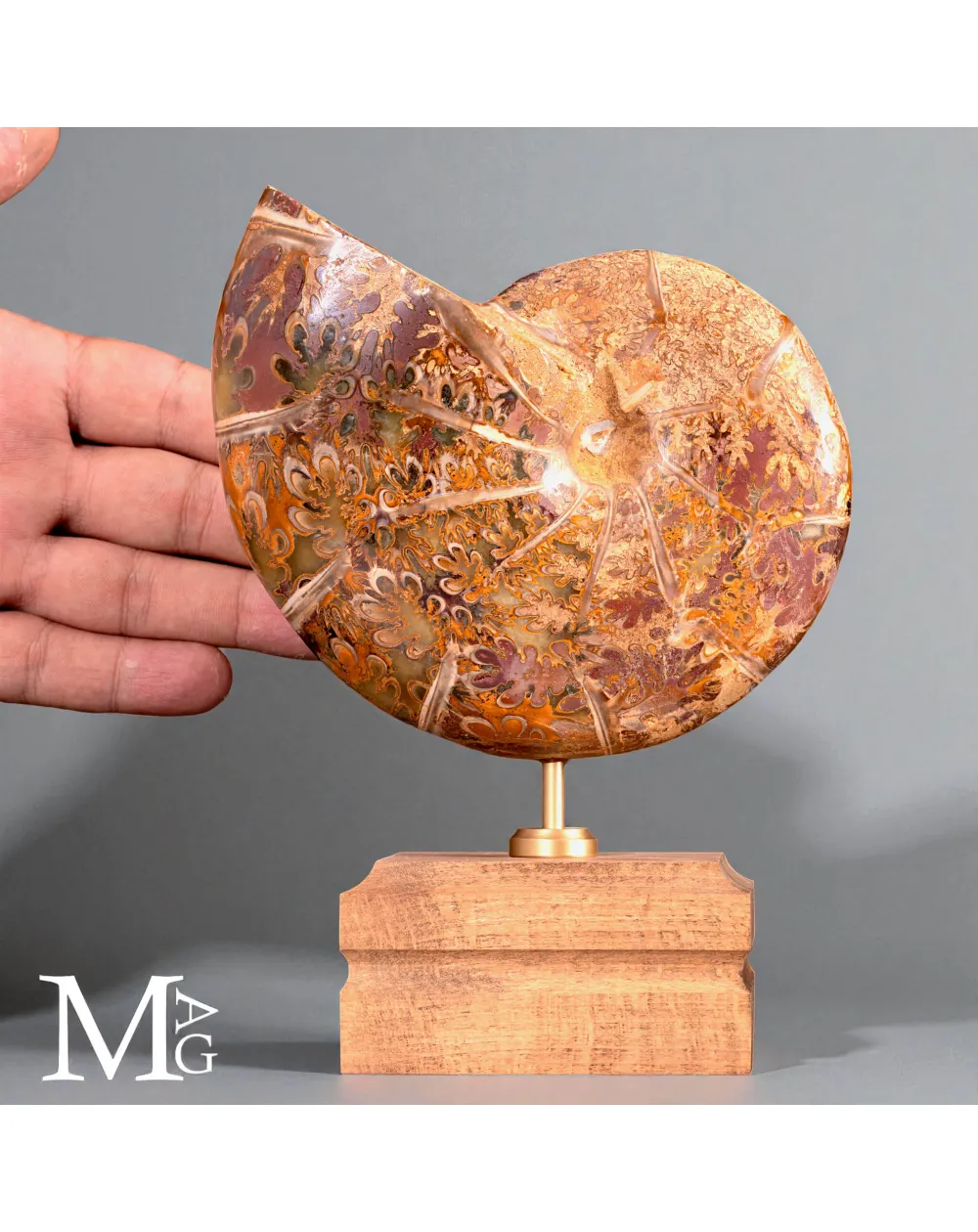 Phylloceras – Ammonite Cretacica su Base in Legno