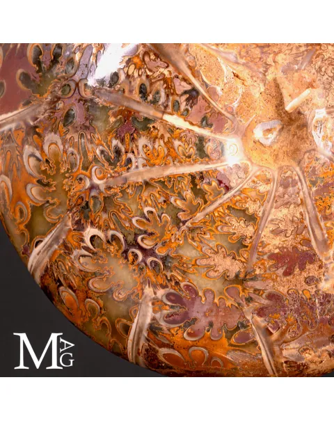 Phylloceras – Ammonite Cretacica su Base in Legno