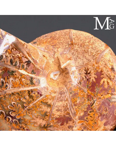 Phylloceras – Ammonite Cretacica su Base in Legno