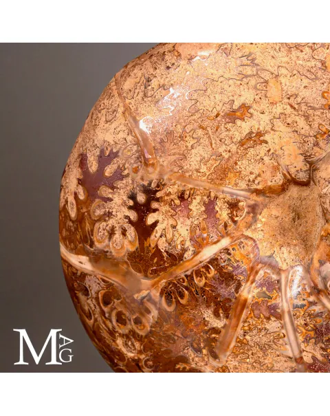 Phylloceras – Ammonite Cretacica su Base in Legno