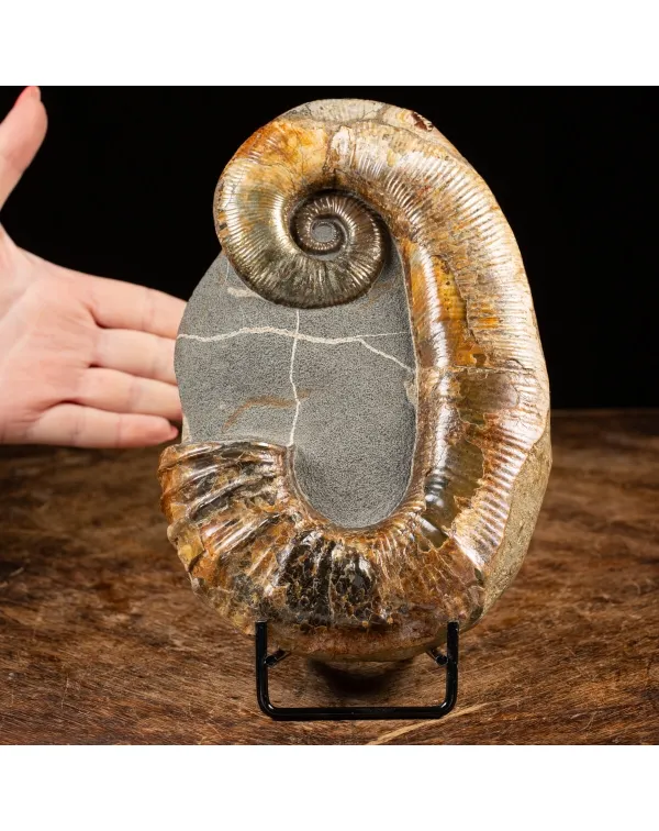 Audoliceras Renauxianum