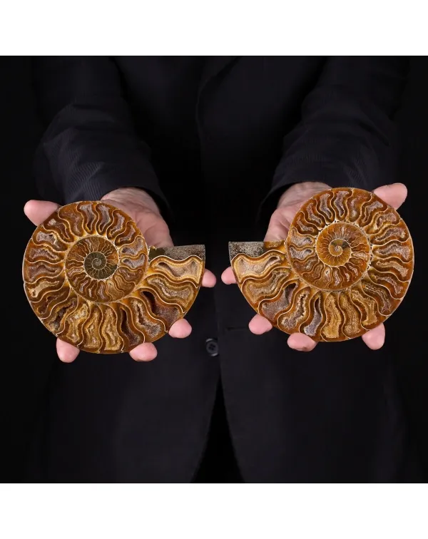 Ammonite Cleoniceras Conchiglia Fossile Sezionata