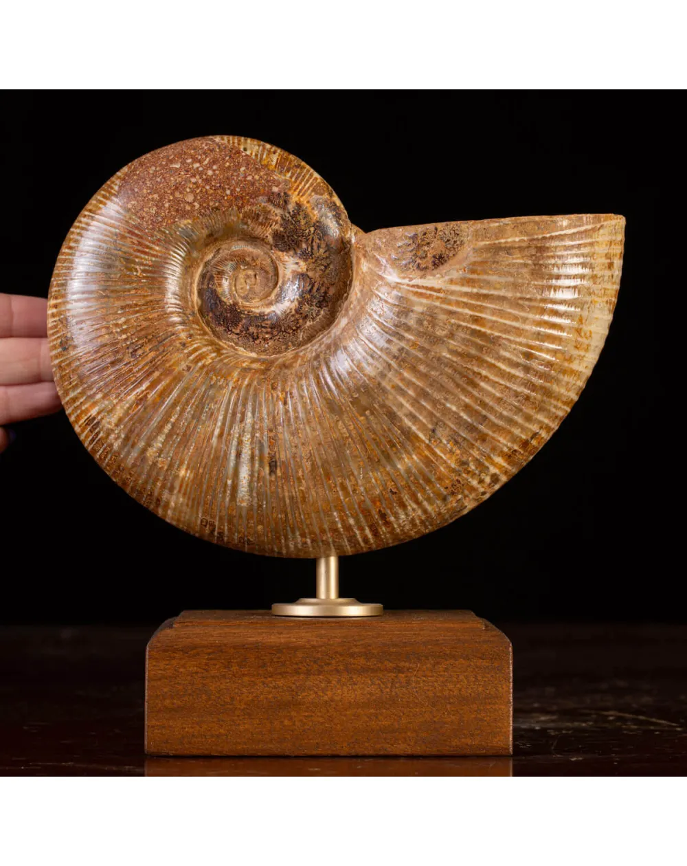 Ammonite Fossile Lobolytoceras da Sakaraha, Madagascar – Presentata in Stile Wunderkammer Moderno.