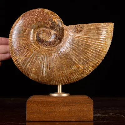 Ammonite Fossile Lobolytoceras da Sakaraha, Madagascar – Presentata in Stile Wunderkammer Moderno.
