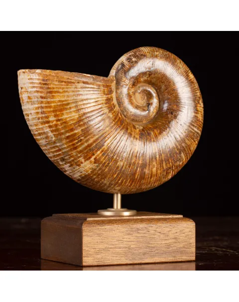 Ammonite Fossile Lobolytoceras da Sakaraha, Madagascar – Presentata in Stile Wunderkammer Moderno.