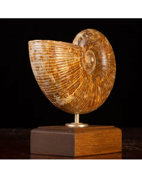 Ammonite Fossile Lobolytoceras da Sakaraha, Madagascar – Presentata in Stile Wunderkammer Moderno.