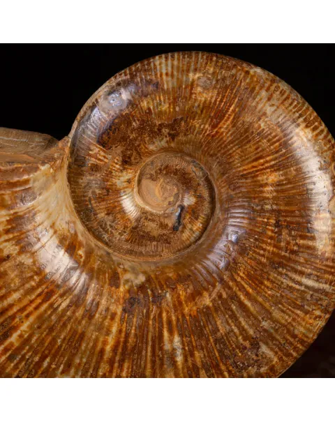 Ammonite Fossile Lobolytoceras da Sakaraha, Madagascar – Presentata in Stile Wunderkammer Moderno.