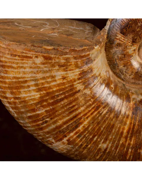 Ammonite Fossile Lobolytoceras da Sakaraha, Madagascar – Presentata in Stile Wunderkammer Moderno.