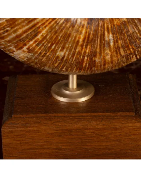 Ammonite Fossile Lobolytoceras da Sakaraha, Madagascar – Presentata in Stile Wunderkammer Moderno.