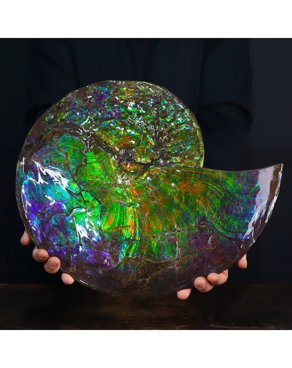 Ammonite Placenticeras Costatum