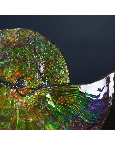 Ammonite Placenticeras Costatum