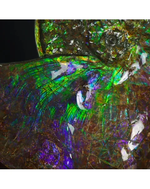 Ammonite Placenticeras Costatum