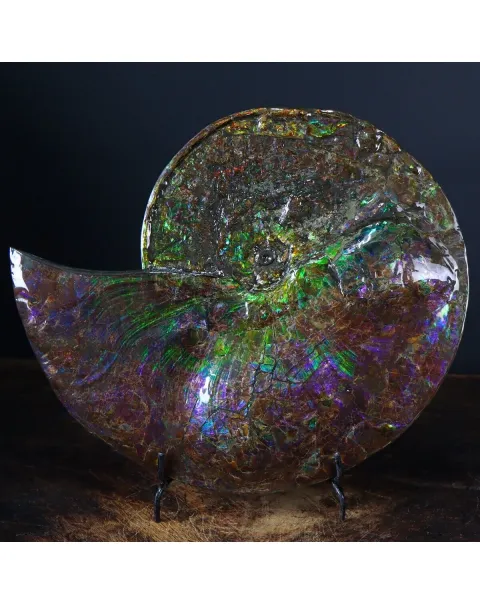 Ammonite Placenticeras Costatum