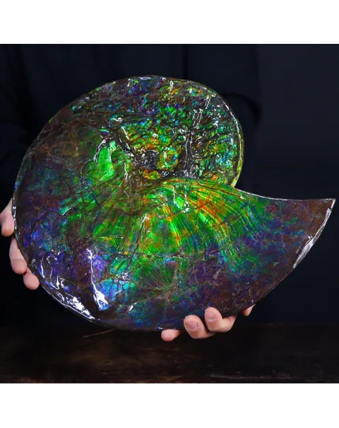 Ammonite Placenticeras Costatum