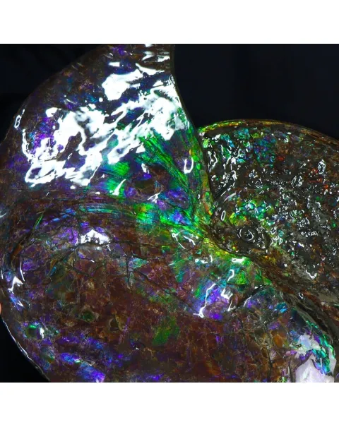 Ammonite Placenticeras Costatum