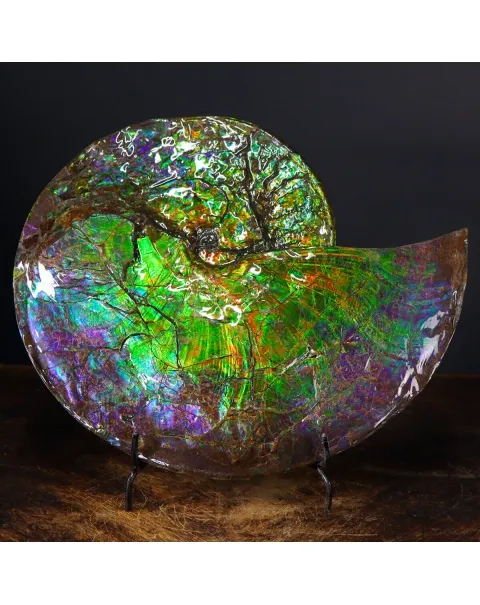 Ammonite Placenticeras Costatum