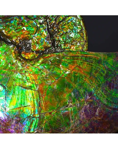 Ammonite Placenticeras Costatum
