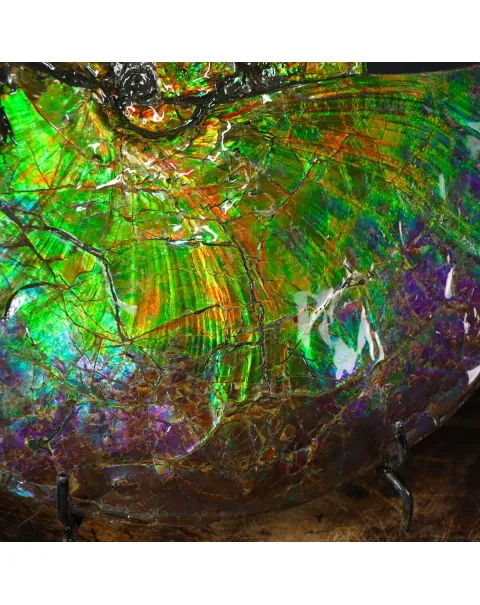 Ammonite Placenticeras Costatum