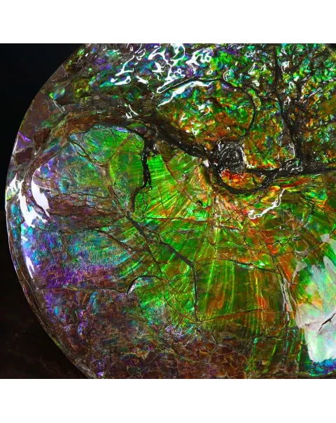 Ammonite Placenticeras Costatum