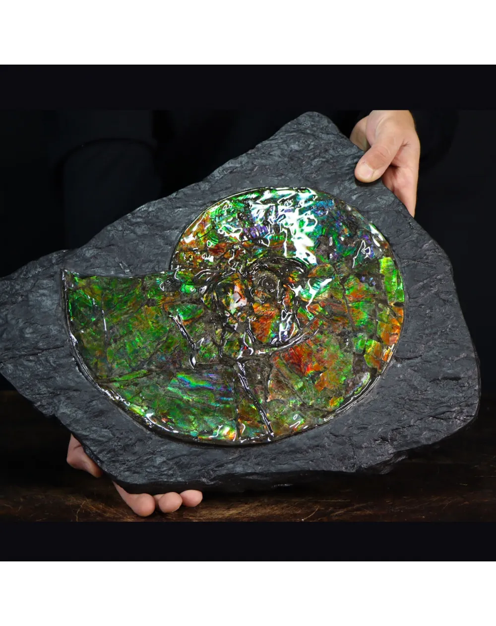 Ammonite Placenticeras Costatum