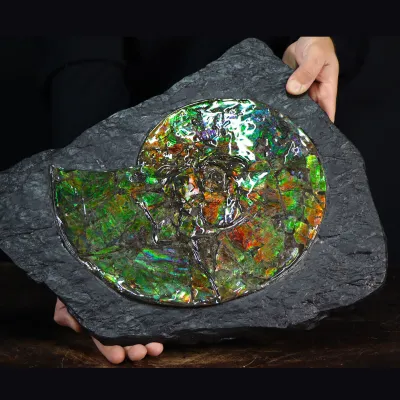 Ammonite Placenticeras Costatum